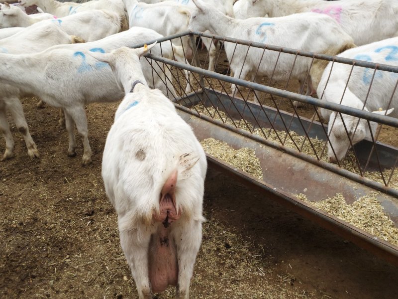 萨能奶山羊，高产奶，奶质好，老少适应自由选购，全国发货