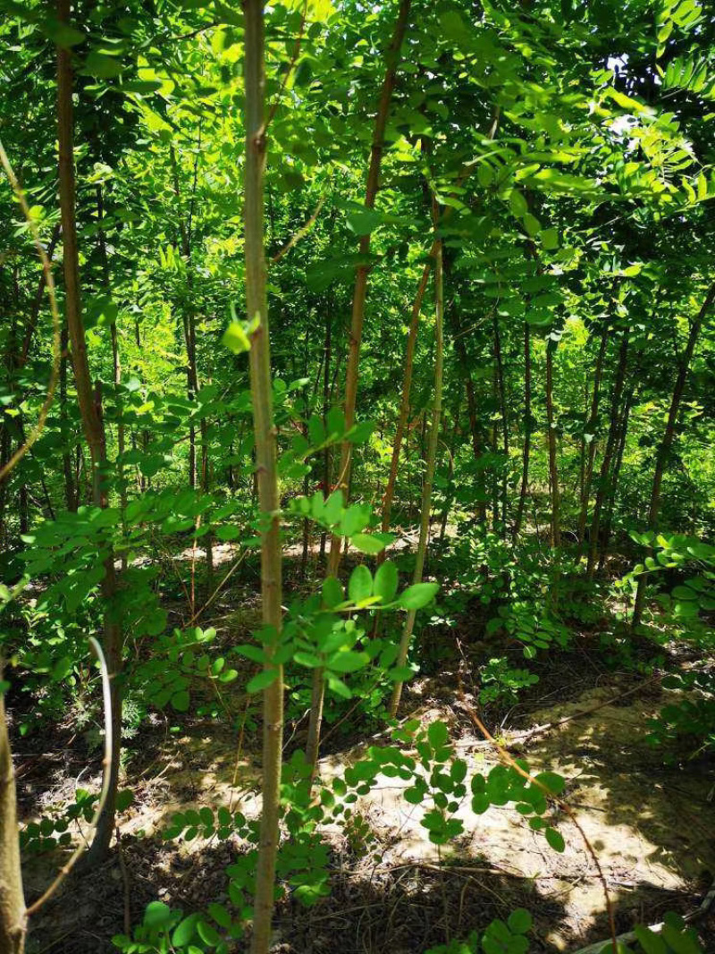 刺槐，根好，杆直，无病虫害，籽播刺槐苗。