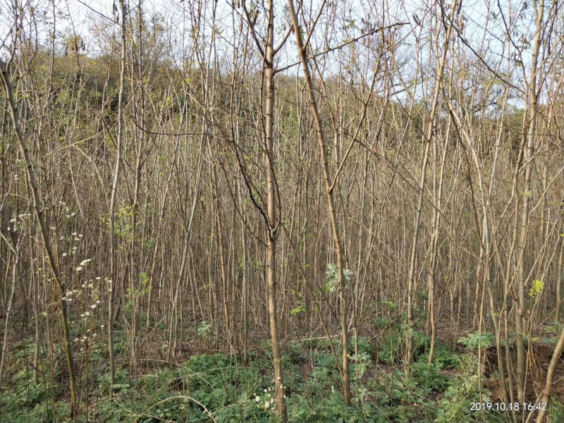 刺槐，根好，杆直，无病虫害，籽播刺槐苗。