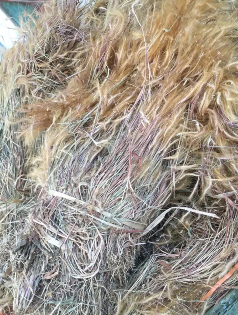金丝草【包邮】三斤起发货可批量可零售量大从优