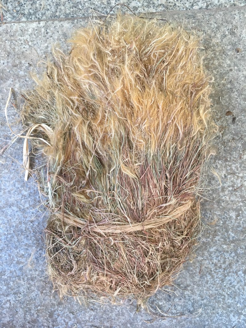 金丝草【包邮】三斤起发货可批量可零售量大从优
