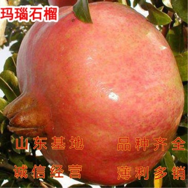 玛瑙石榴苗品种石榴树苗南北方种植软籽石榴树苗果树