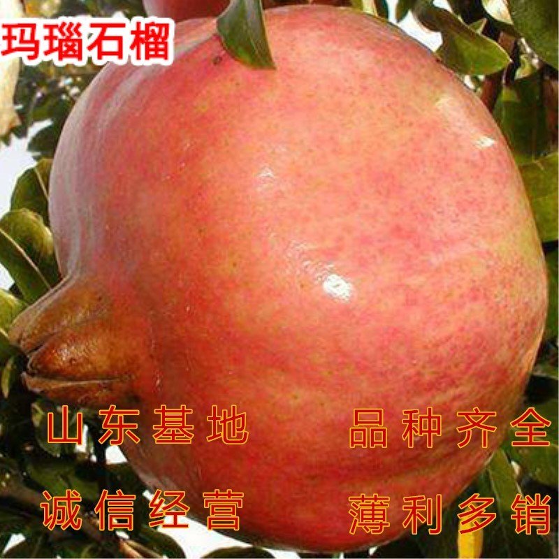 玛瑙石榴苗品种石榴树苗南北方种植软籽石榴树苗果树