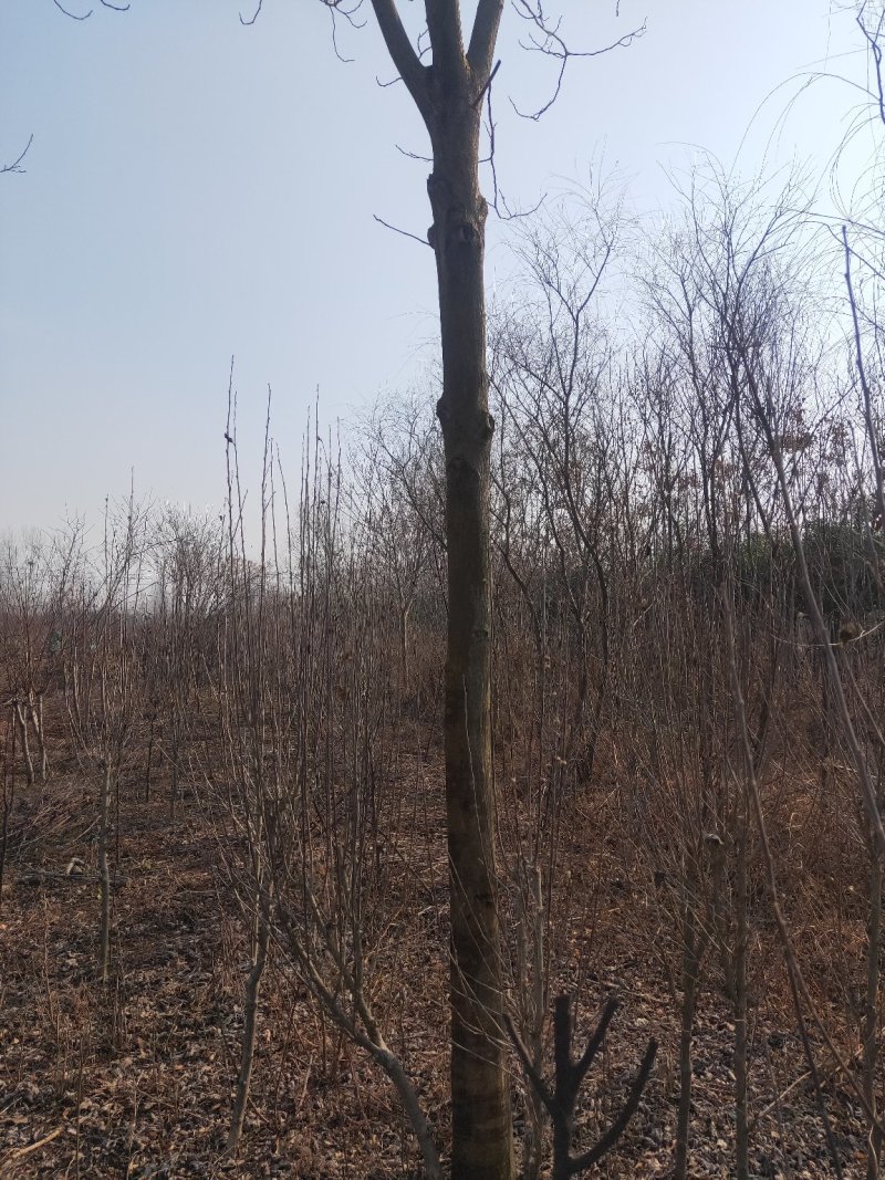 5～30公分构树低价处理量大从优大型苗木基地直发根系发达