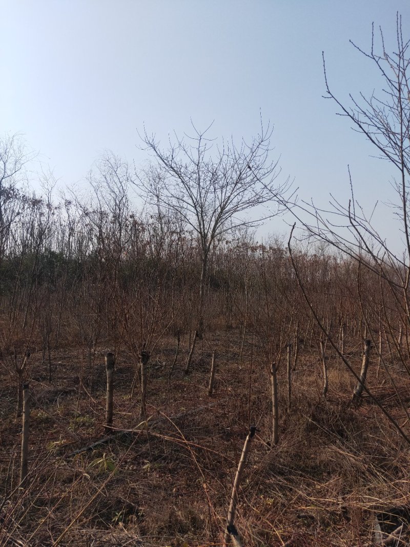 5～30公分构树低价处理量大从优大型苗木基地直发根系发达