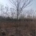 5～30公分构树低价处理量大从优大型苗木基地直发根系发达