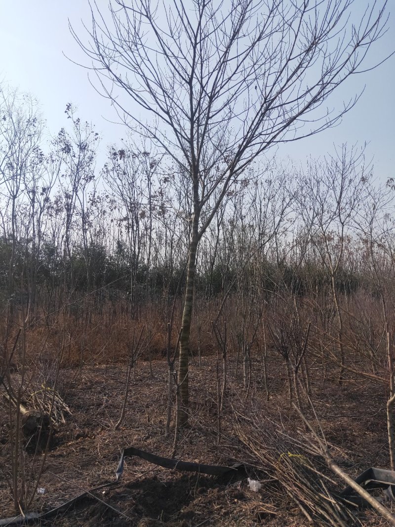 5～30公分构树低价处理量大从优大型苗木基地直发根系发达