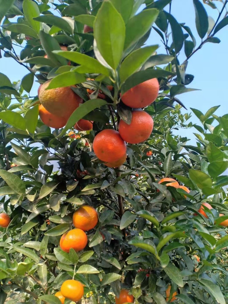 【预售】重庆默科特玫瑰桔🍊，火红的果皮，果肉细腻，价格从优~