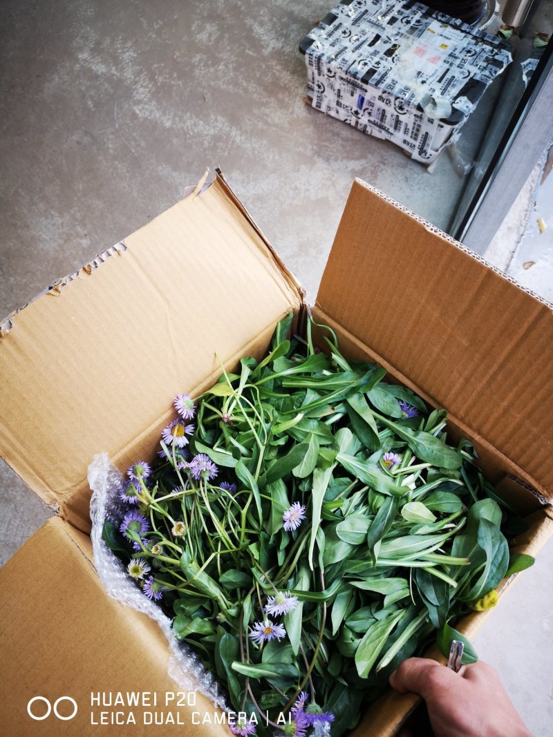 云南红河兴隆灯盏花药材批发