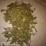 云南红河兴隆灯盏花药材批发