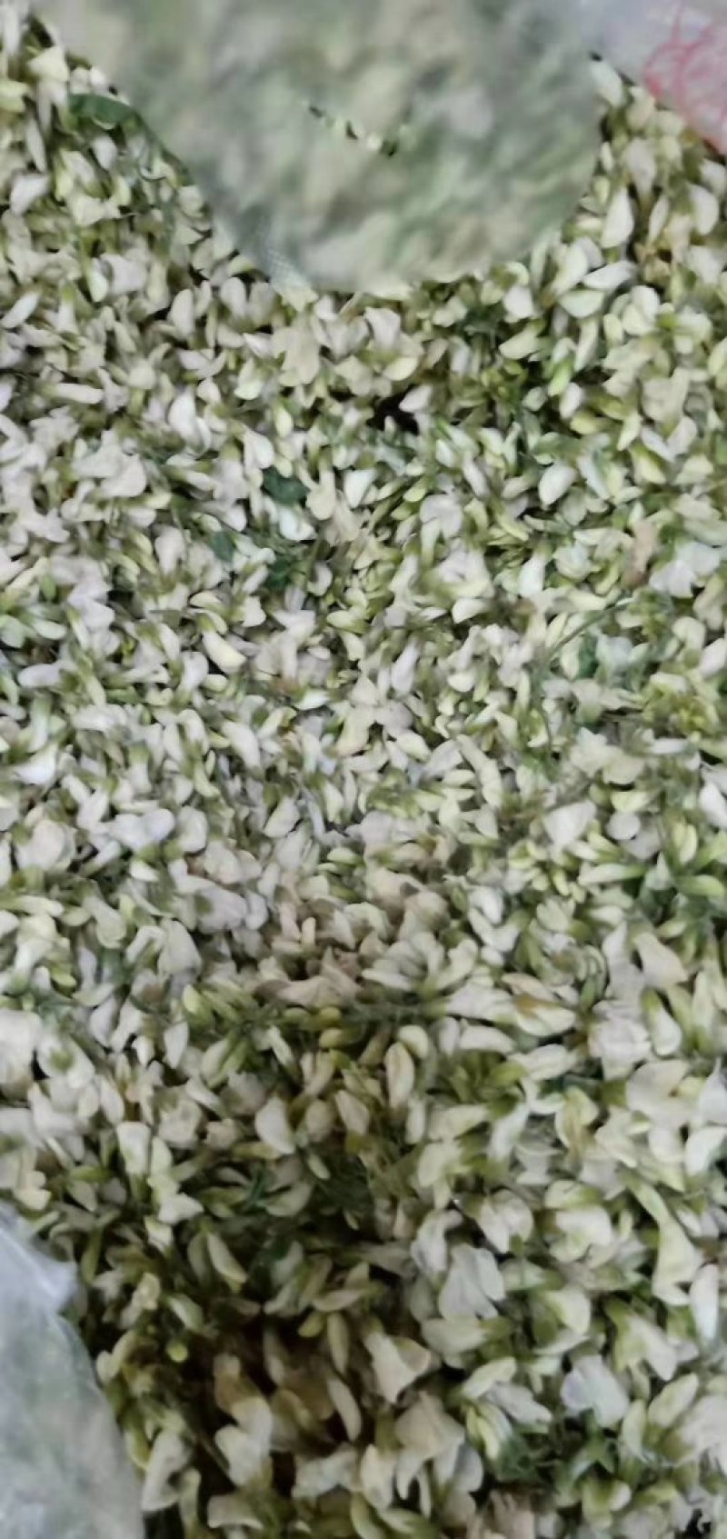 槐花（鲜干冻）天然绿色食品原料。量大从优。冷链物流全国配