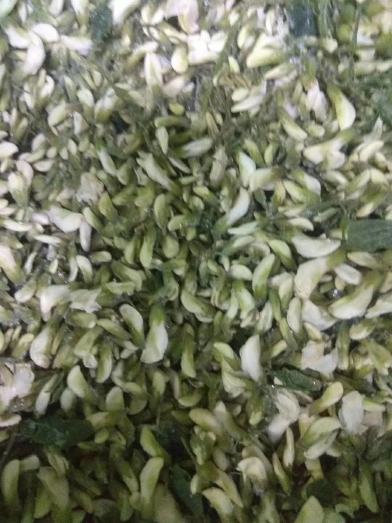 槐花（鲜干冻）天然绿色食品原料。量大从优。冷链物流全国配