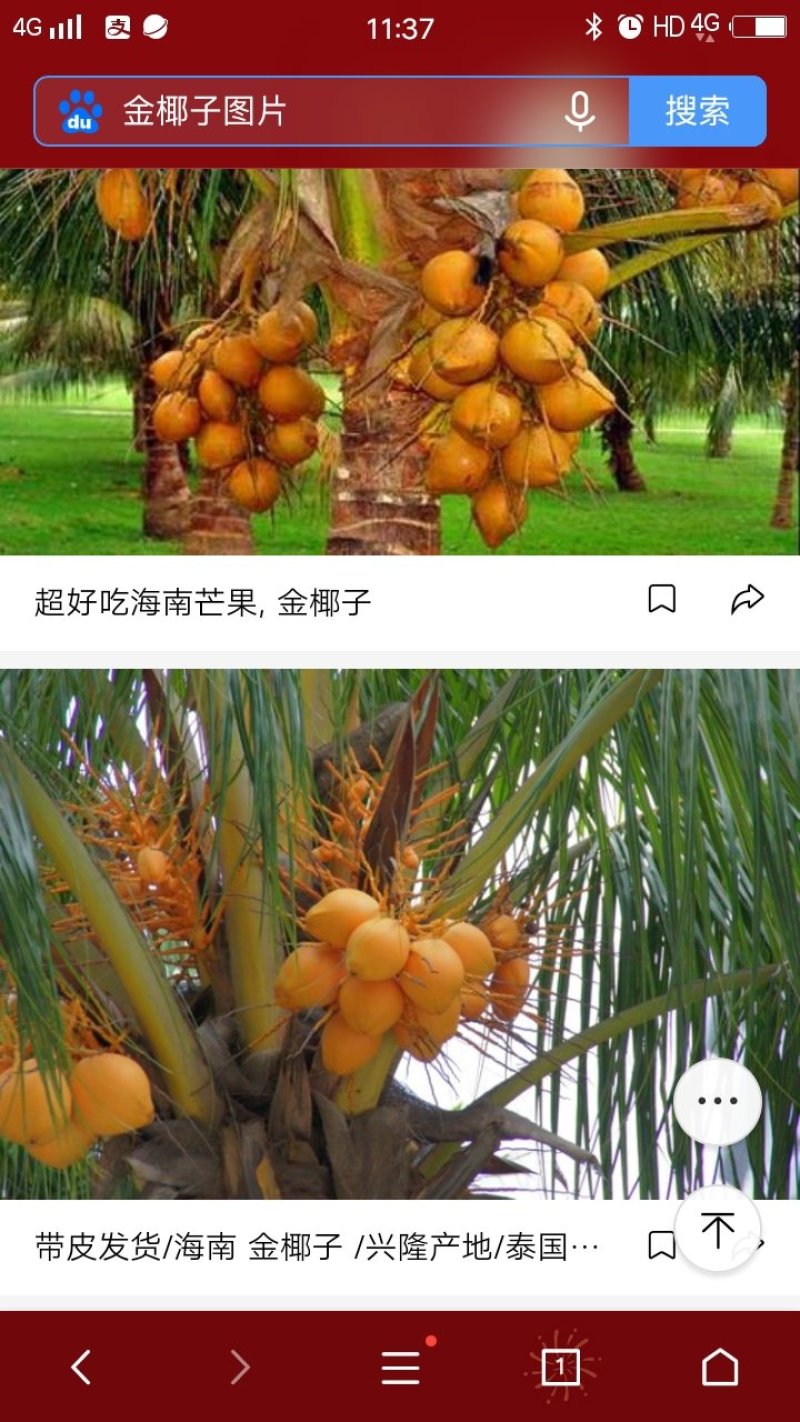 金椰子