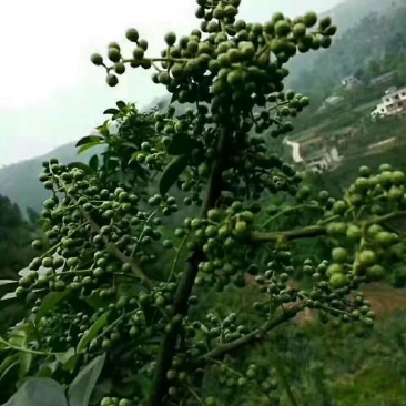 花椒苗