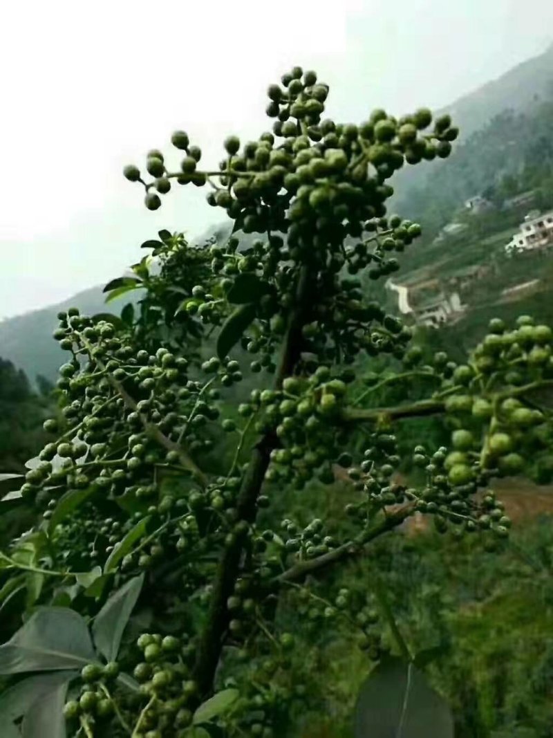 花椒苗