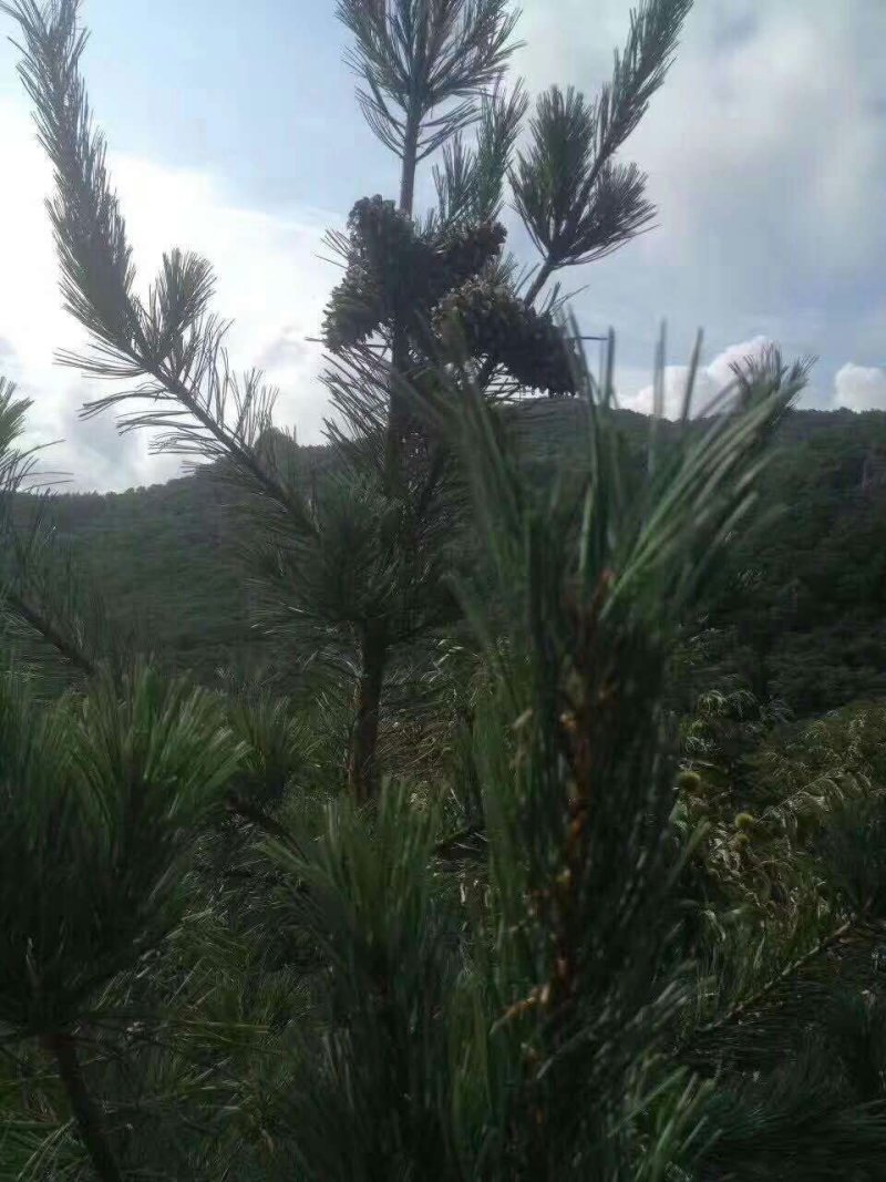 东北大颗粒熟松子香脆可口一级