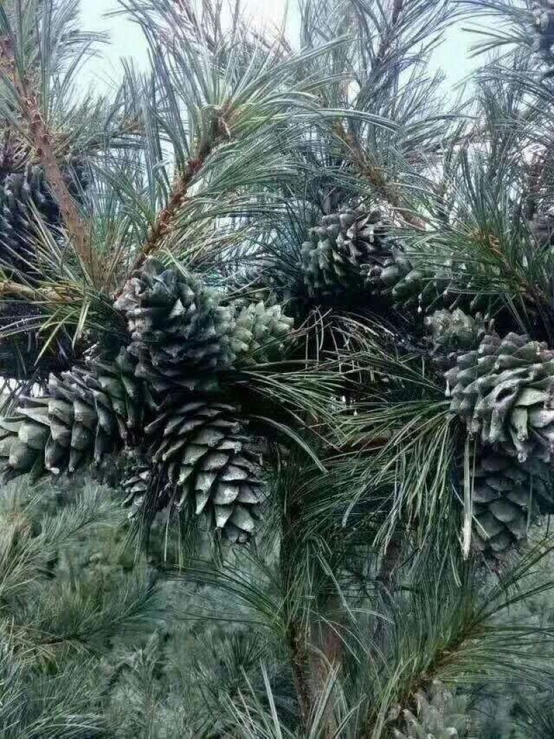 东北大颗粒熟松子香脆可口一级