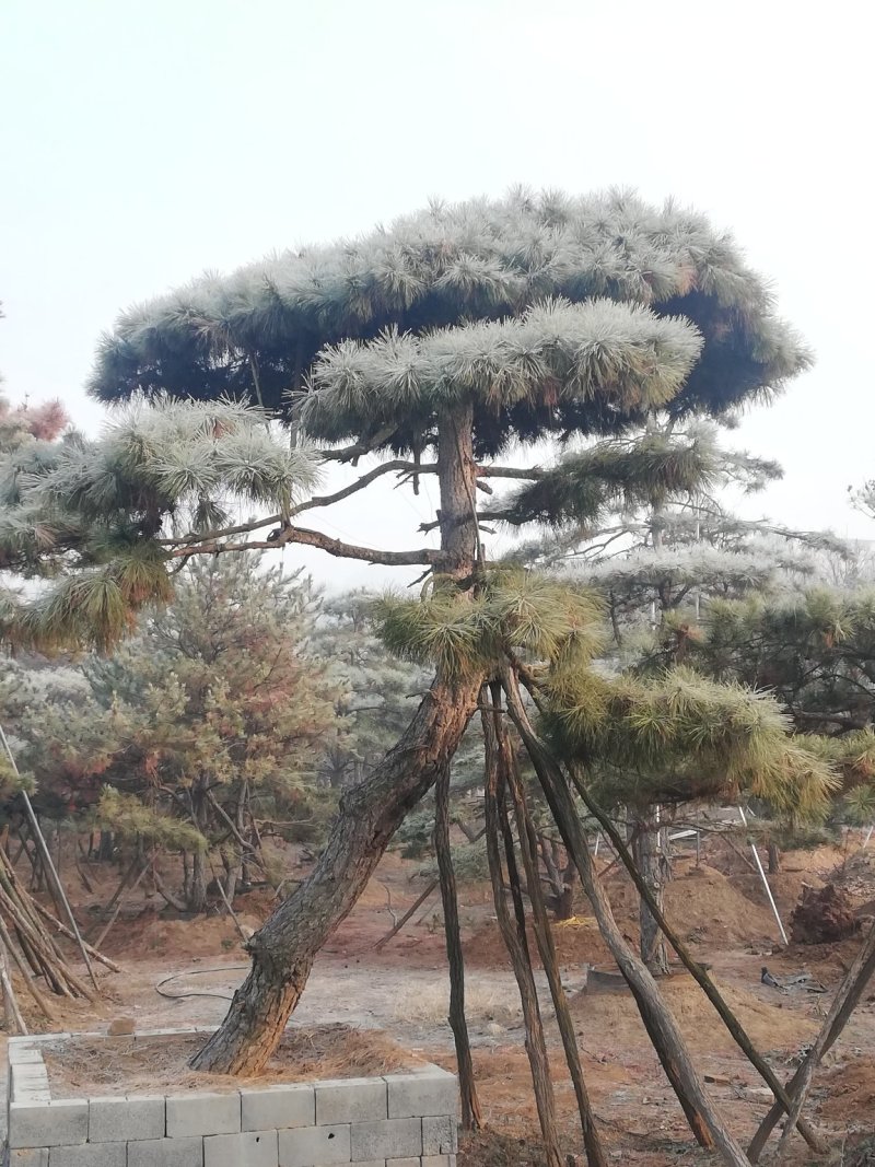 造型松，造型油松，黑松，平顶松，大型盆景松