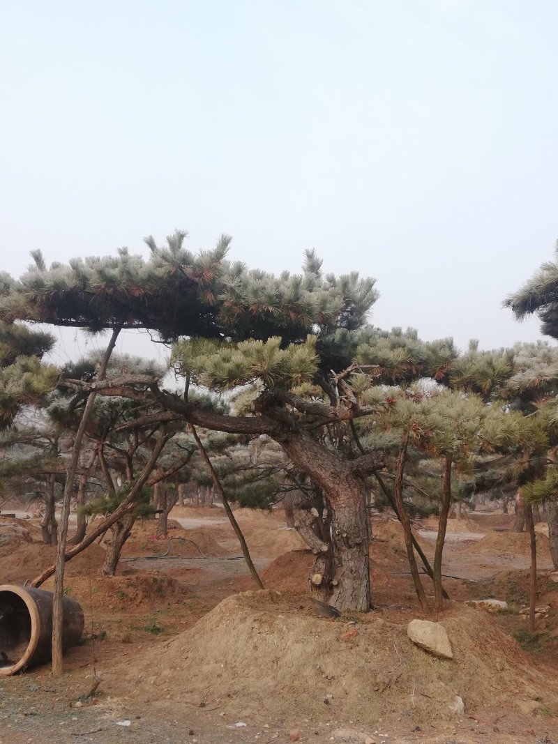 造型松，造型油松，黑松，平顶松，大型盆景松