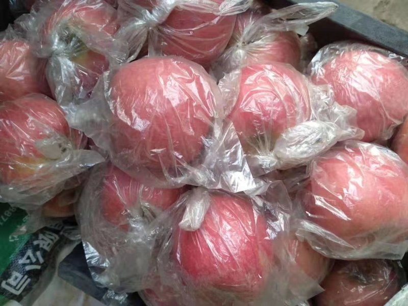 陕西红富士大量上市海量货源供应全国需要的老板联系