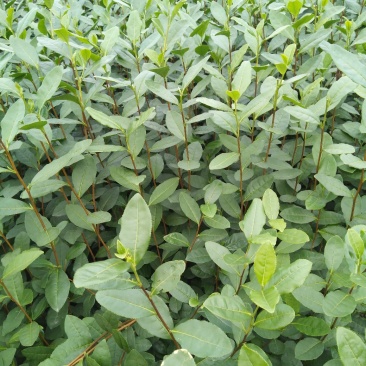 乌牛早茶树苗：基地大量直供
