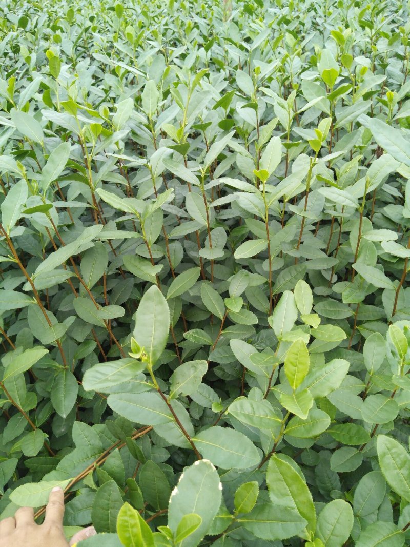乌牛早茶树苗：基地大量直供
