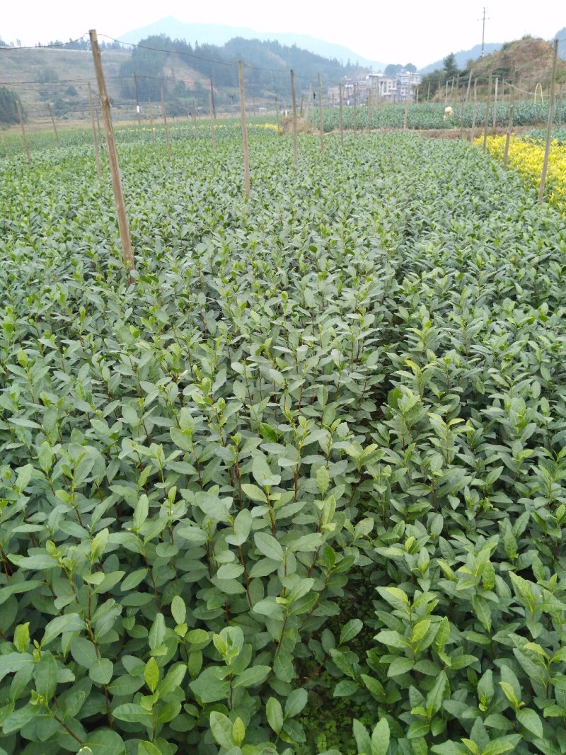 乌牛早茶树苗：基地大量直供