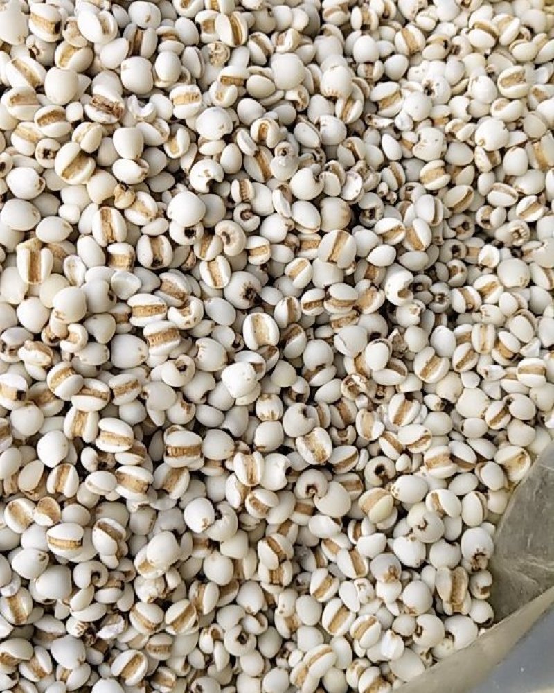 薏米仁贵州新货薏米成件批发价质量优质欲购从速