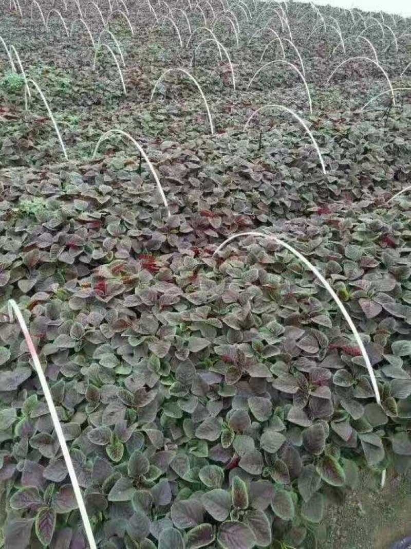 小拱棚，杯苗西瓜拱棚杆，玻璃纤维杆弓棚支架弓子弹力棒