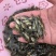 全雄性黄骨鱼苗杂交黄骨鱼批发与零售量大从优