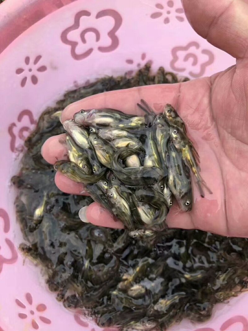 全雄性黄骨鱼苗杂交黄骨鱼批发与零售量大从优