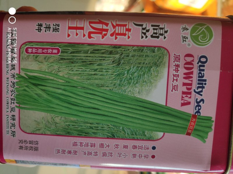 高产真优王豇豆种子早熟高产抗病荚条嫩绿色