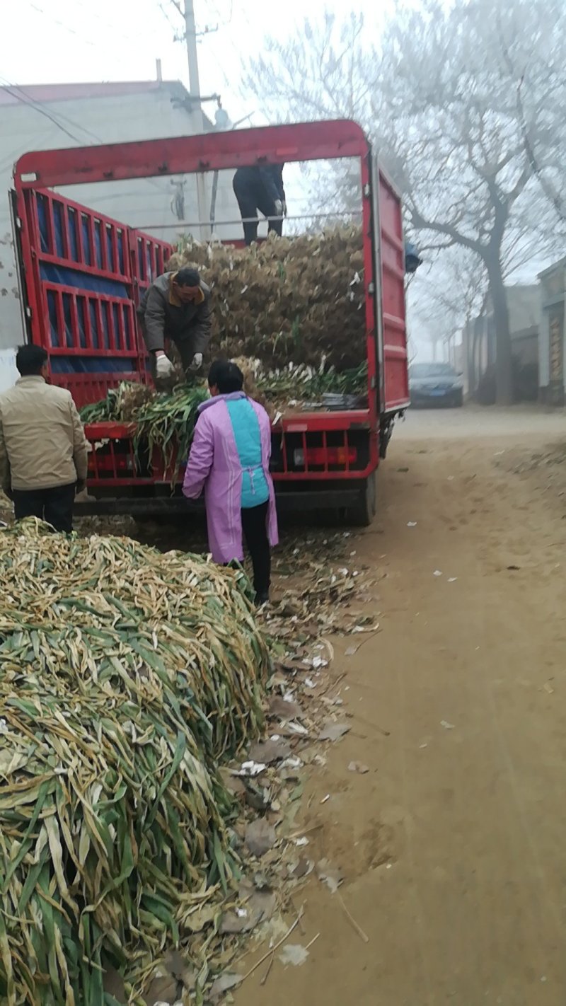 优质鸡腿大葱现摘现发保质保量一手货源可供全国