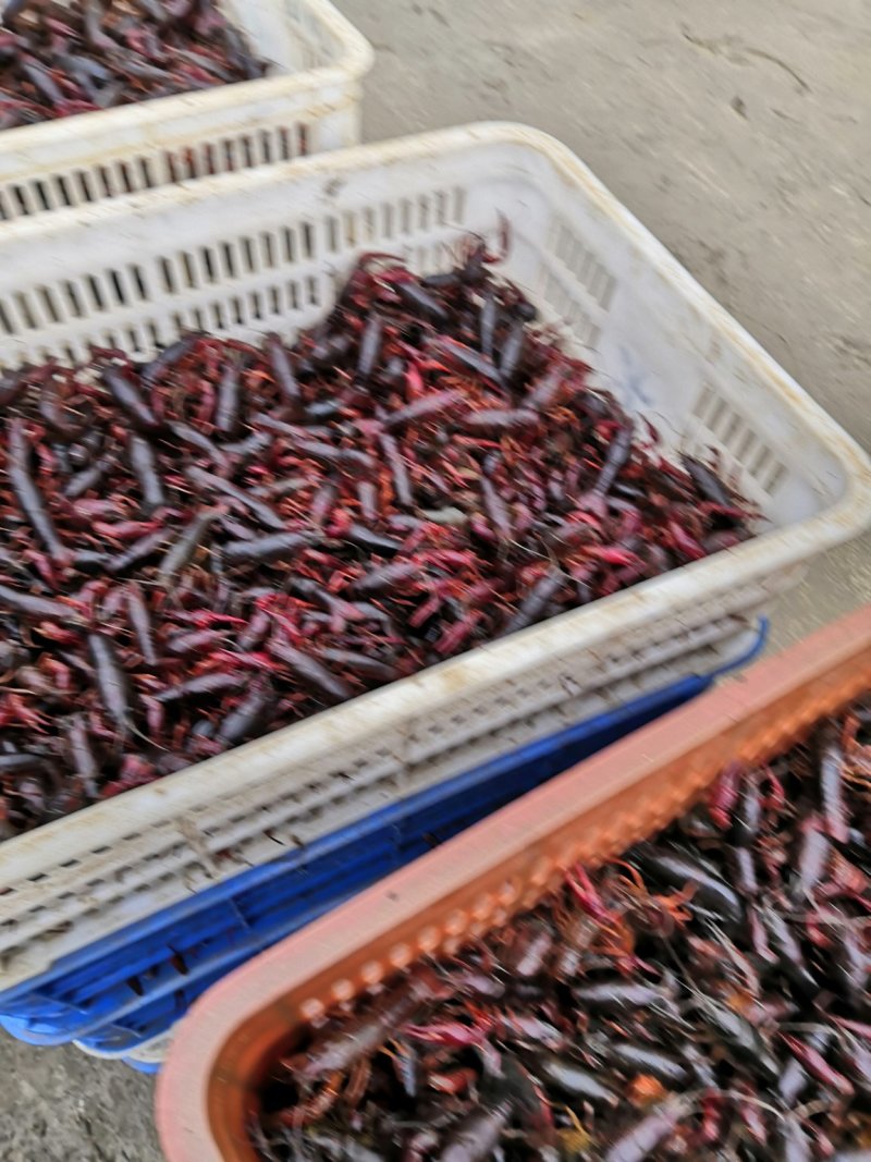 优质深水小龙虾种虾，头甲已经开始抱卵产完卵以后明年直接卖