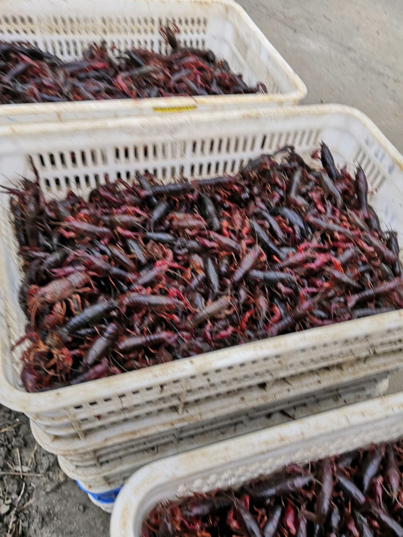 优质深水小龙虾种虾，头甲已经开始抱卵产完卵以后明年直接卖