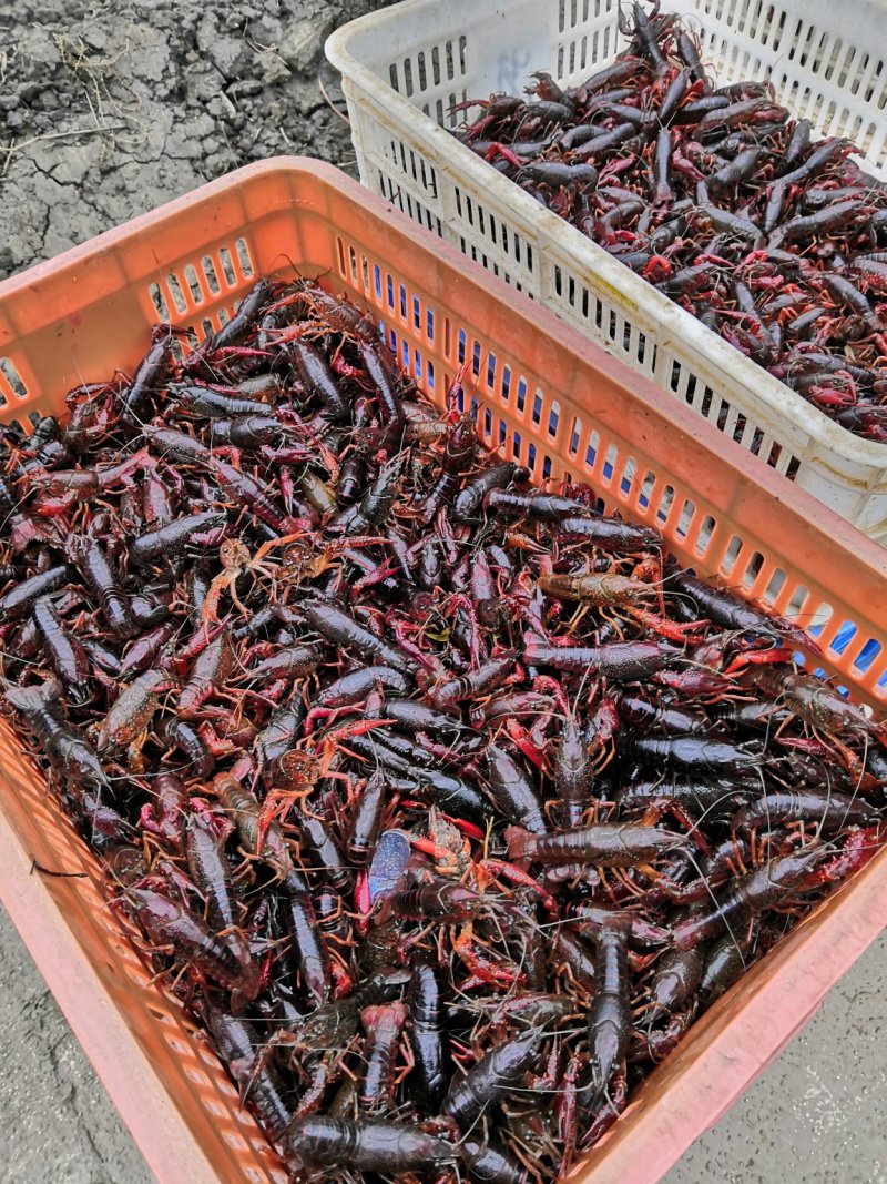 优质深水小龙虾种虾，头甲已经开始抱卵产完卵以后明年直接卖