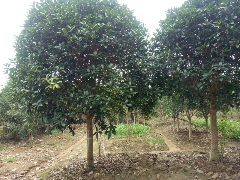 金桂，单干金桂基地6-12金桂价格，河南潢川金桂基地直销