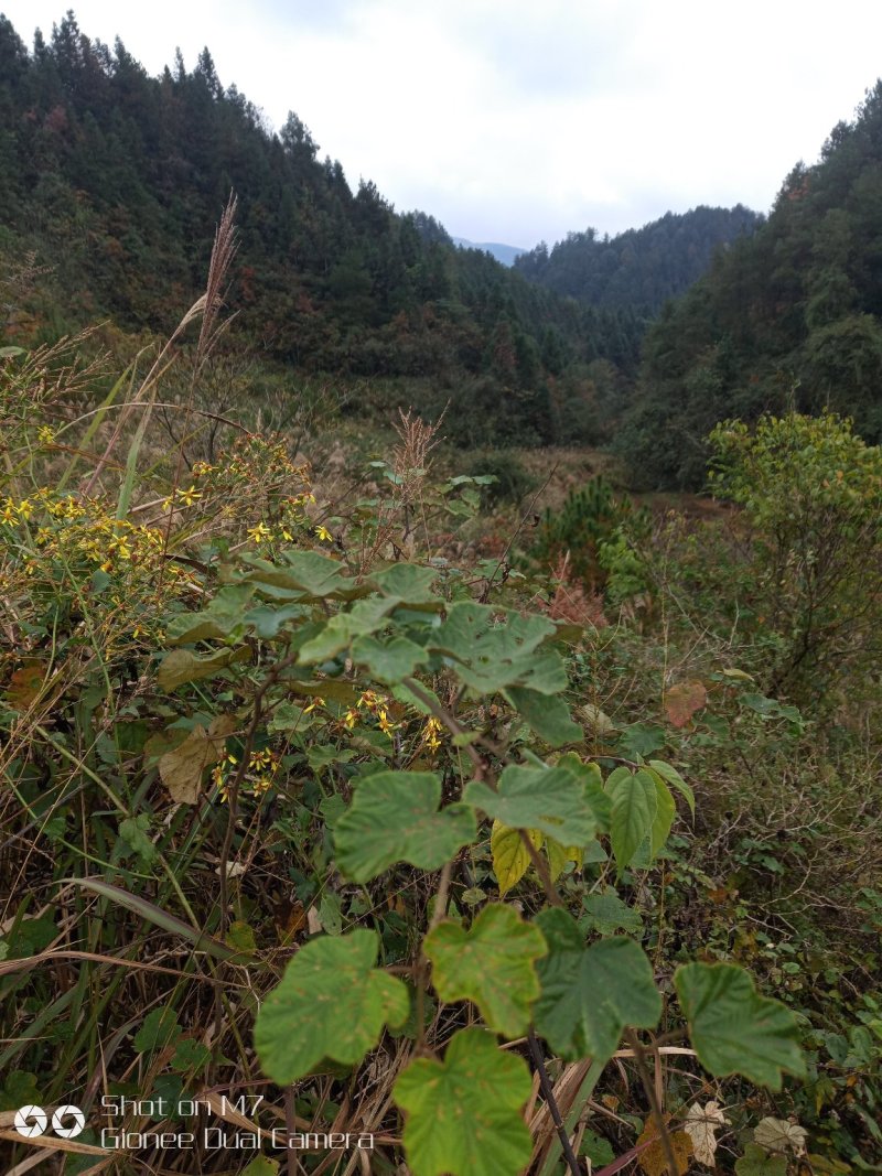 荒地流转
