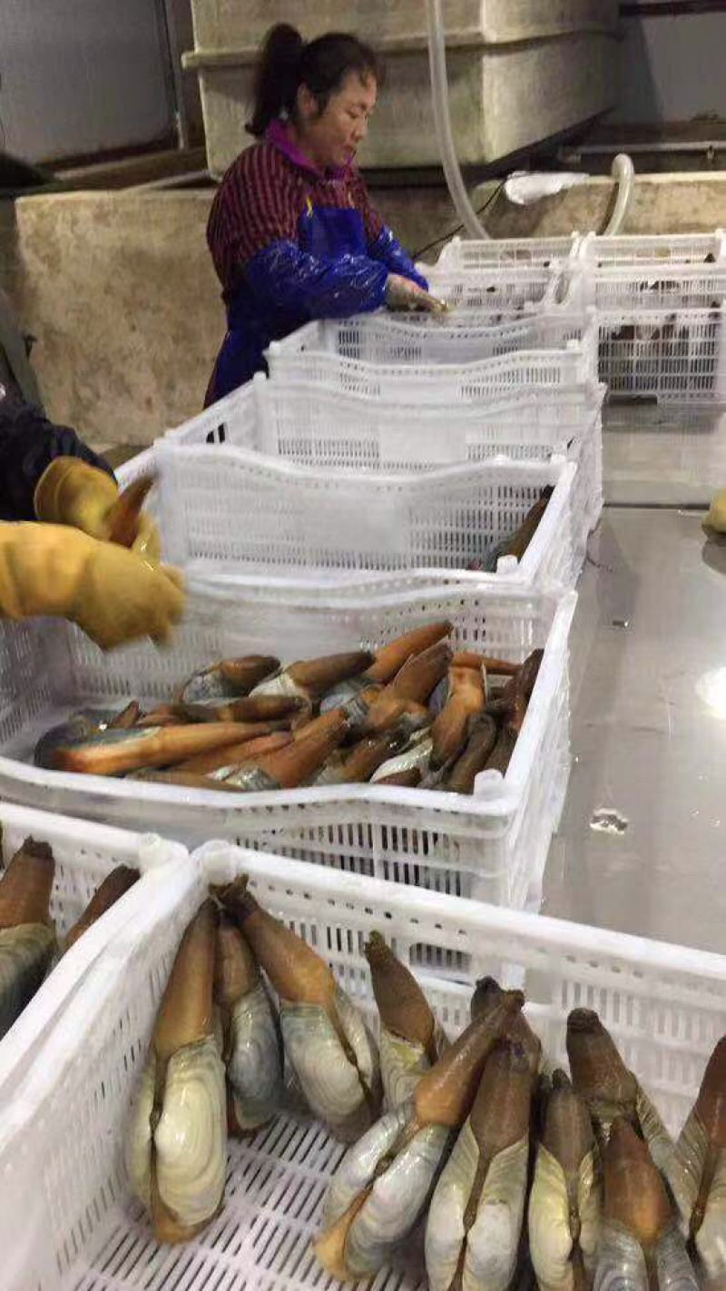 朝鲜🇰🇵象拔蚌