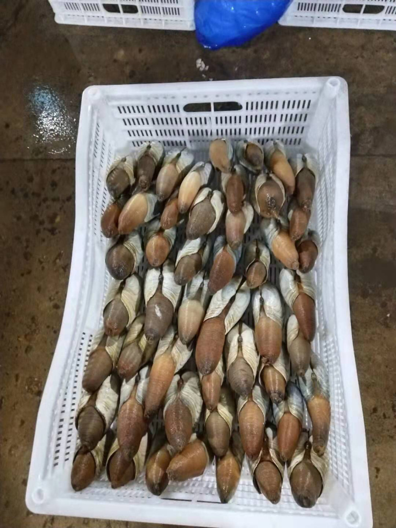 朝鲜🇰🇵象拔蚌