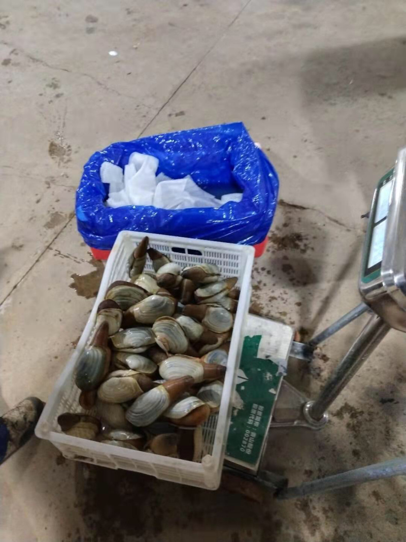 朝鲜🇰🇵象拔蚌