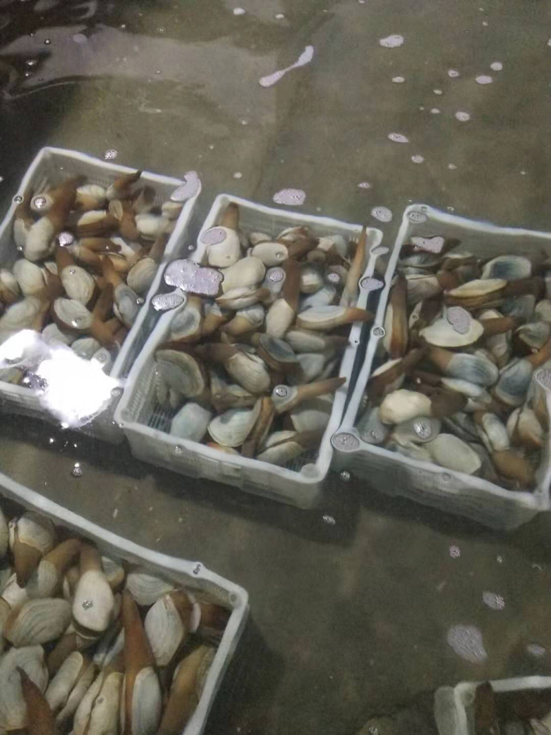 朝鲜🇰🇵象拔蚌