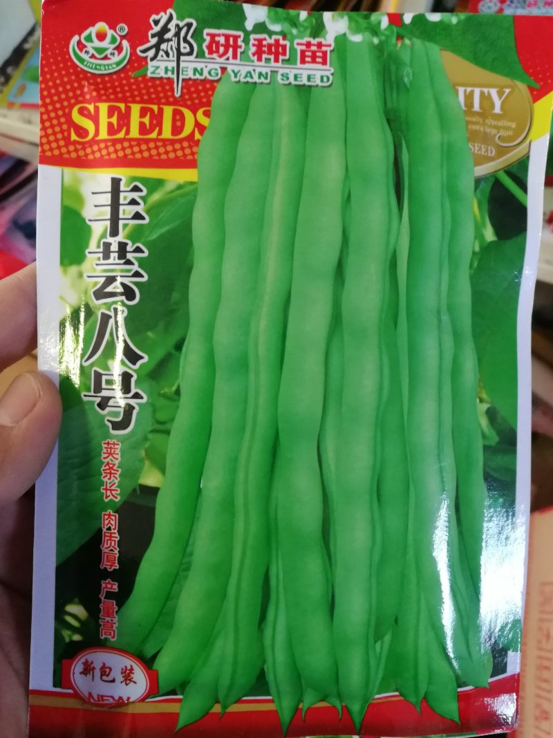 【优质】芸豆种子宽豆角种子长度25-30厘米