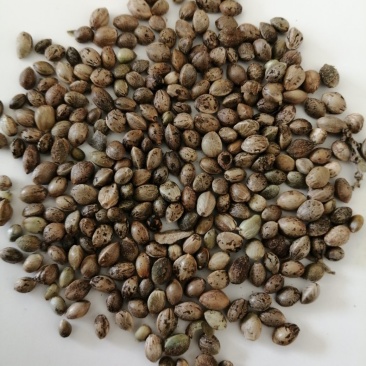 陕北精品旱地麻子，可以炒货，可以加工。量大