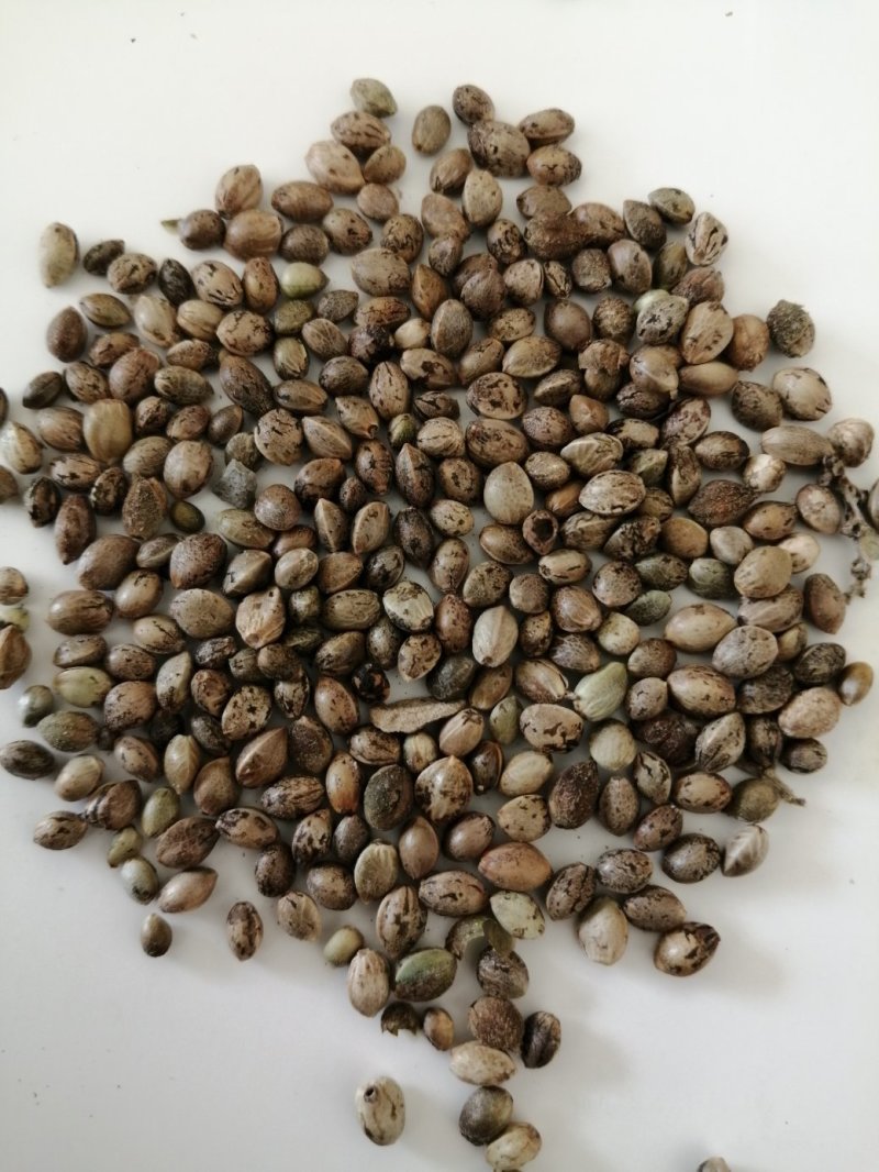 陕北精品旱地麻子，可以炒货，可以加工。量大