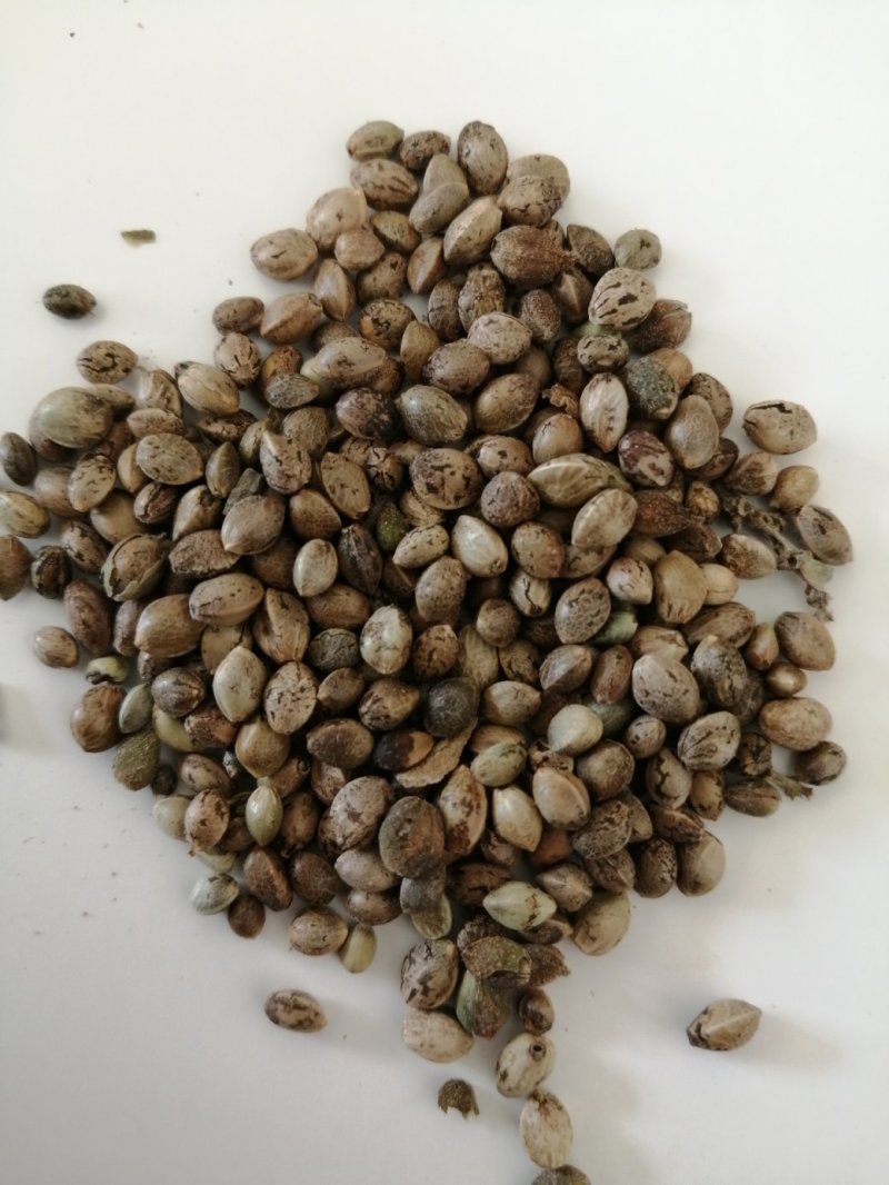陕北精品旱地麻子，可以炒货，可以加工。量大