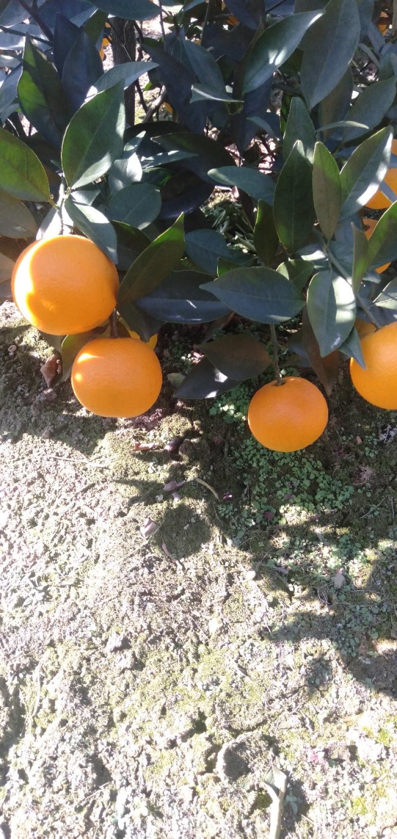 橙子广西蜜香橙又名香橙皮薄汁多化渣专业代收一条龙