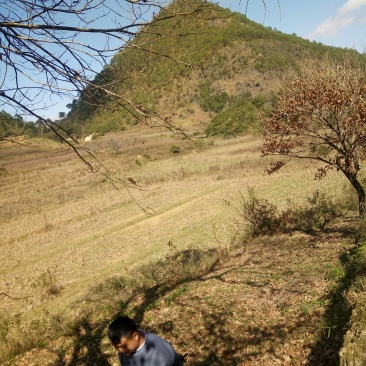广南400亩农用地出租