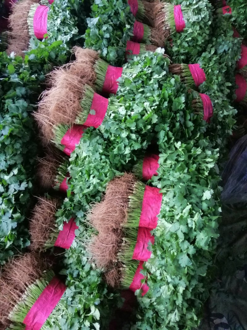 香菜，叶绿，根均匀，面积大，质量好。