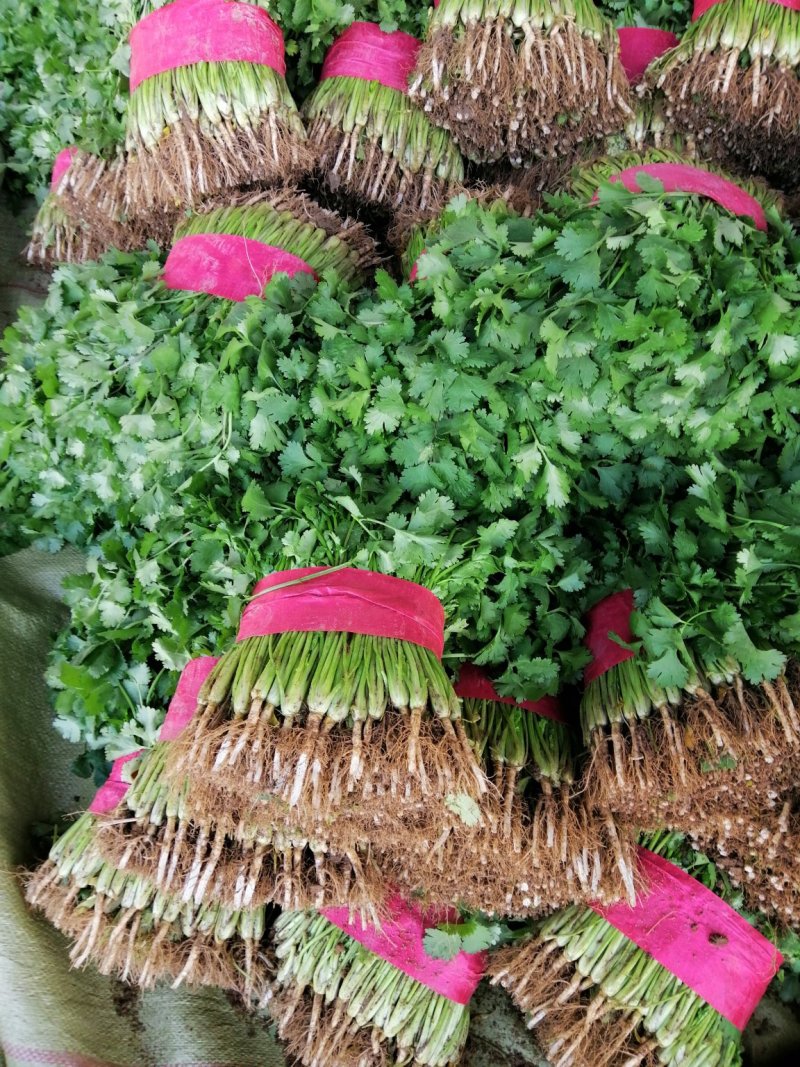香菜，叶绿，根均匀，面积大，质量好。